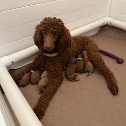Poodle puppies from Red Barn Moyen Poodles