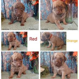 Boy 4 - Light brown male Chesapeake Bay Retriever puppy in Laporte, Minnesota from Northern Odyssey Gun Dogs