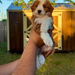 Blanket - Red male Bernedoodle puppy in Greenville, Texas from Doodles of Promise