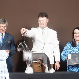 Chinese Cresteds from Naked & Famous