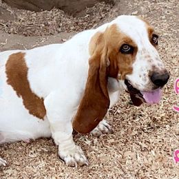 Basset Hounds from Montoya