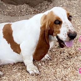 Basset Hounds from Montoya