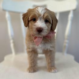 Coral - Caramel female Australian Labradoodle puppy in Belding, Michigan from Rutu Australian Labradoodles
