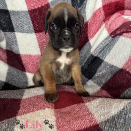 Lily - Fawn female Boxer puppy in Cicero, New York from MK Boxer Haven of CNY