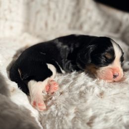 Marshall - Tri-color male Cavalier King Charles Spaniel puppy in De Soto, Missouri from Blooming Cavaliers
