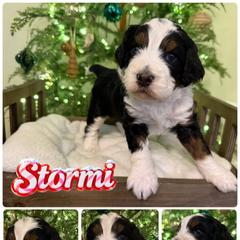 Stormi - female Australian Mountain Doodle puppy in Chattanooga, Tennessee from Scenic City Doodles