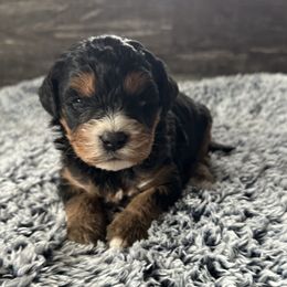 Paris - Phantom female Bernedoodle puppy in Camden, Michigan from FurEver Friends Finder