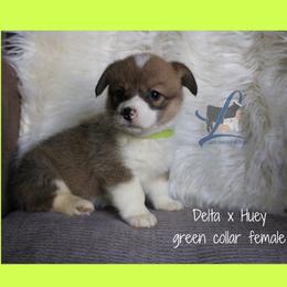 Green Female - Sable female Pembroke Welsh Corgi puppy in Wayne City, Illinois from Lash Livestock & Corgis