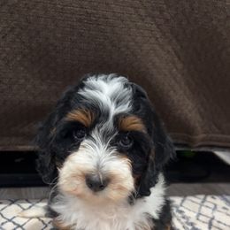 Karaline - Tri-color female Bernedoodle puppy in Sandy, Oregon from MC Doodles