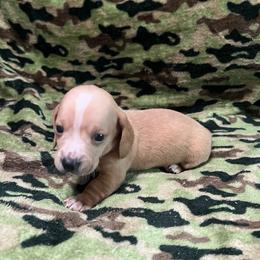 Boy 5 - Cream male Dachshund puppy in Saint Jo, Texas from Reeves Dashing-Hounds