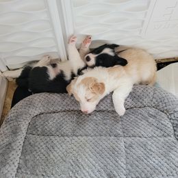 Border Collie Puppies from Double4farms