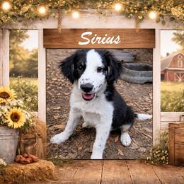 Sirius - Black tri-color male Australian Shepherd puppy in Citra, Florida from AEW Farm