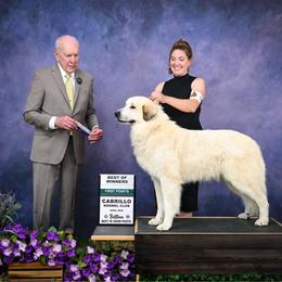 Great Pyrenees puppies from McCarthy Ranchette LLC