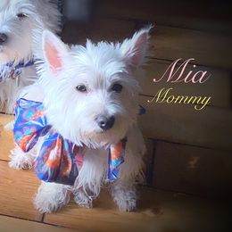 Mia - West Highland White Terrier