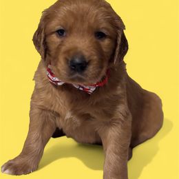 Mr yellow - Dark golden male Golden Retriever puppy in Ocala, Florida from Hidden Oaks Golden Retrievers
