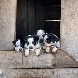 Australian Cattle Dog Puppies from Tri Star Heelers
