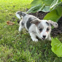 Chicago - Red merle and white female Cardigan Welsh Corgi puppy in Clio, Michigan from Old Oak Cardigans