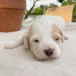 Jasmine - Buff and white female Cockapoo puppy in Bedford, Iowa from Our Father’s Doodles