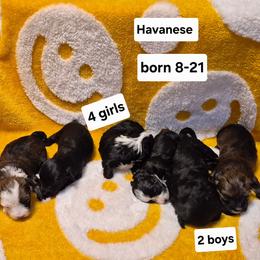 Boy 1 - Black and tan brindle male Havanese puppy in Manchester, Texas from Mimi's Havanese