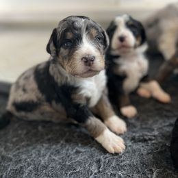 Bernedoodle and Goldendoodle Puppies from Brunsman Country Doodles LLC