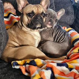French Bulldog puppies from Excuse My Frenchies TN