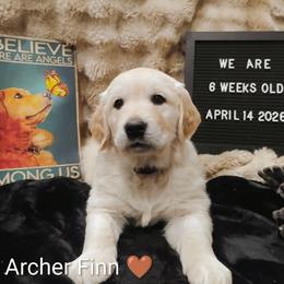 Brown collar boy - Light golden male Golden Retriever puppy in Rochester, Washington from Grand Mound Goldens