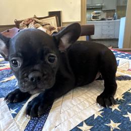 Dachshund, French Bulldog, and Pembroke Welsh Corgi Puppies from Corgis at the Jersey Shore/Frenchie Connection