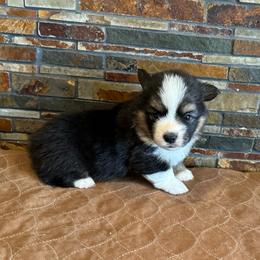 Boy2 - Black and tan male Pembroke Welsh Corgi puppy in Visalia, California from VIP Stables