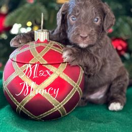 Australian Labradoodle Puppies from Sandcastle Labradoodles