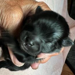 Buster - Black male Pomeranian puppy in Warsaw, Indiana from Purdy Pomeranian Pooches