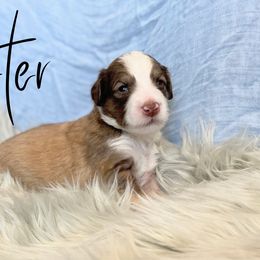 Bernedoodle and Poodle Puppies from Salty Standards