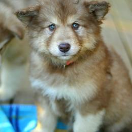 Alaskan Malamute Puppies from North Shore Alaskan Malamutes