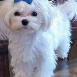Marshmallow - Maltese