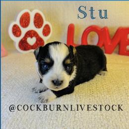Stu - Black tri male Toy Australian Shepherd puppy in Gillette, Wyoming from Cockburn’s Toy and Mini Australian Shepherds