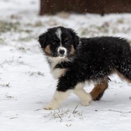 Sierra - Black tri-color female Australian Shepherd puppy in Granbury, Texas from Texas Miniature Aussies