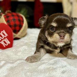 Chihuahua Puppies from Sunset Eves Chihuahuas