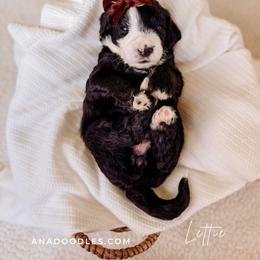 Lettie - Merle female Bernedoodle puppy in Cold Spring, Minnesota from A.N.A. Doodles
