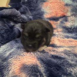 Thomas - Black and white male Pomsky puppy in Bucyrus, Missouri from Hill Top Pomskies