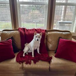 Akita and Shiba Inu Puppies from Khshibas-khakitas