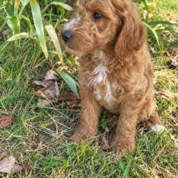 Raekwon - Red  male Goldendoodle puppy in Oklahoma City, Oklahoma from Heritage Doodle Company