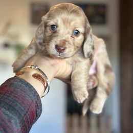 Boogie - Dapple Dachshund puppy in Red Bank, California from Ranch Hand Weenies