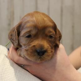 Nickel  green collar - Red male Australian Labradoodle puppy in Provo, Utah from EllsWORTH Labradoodles LLC