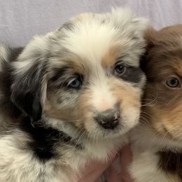 Aussiedoodle and Miniature Australian Shepherd Puppies from Maple Ridge Mini Aussies