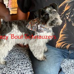 Boone - Miniature Schnauzer