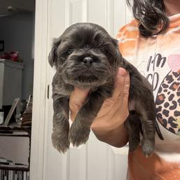 Macy - Blue female Shih Tzu puppy in Boiling Springs, South Carolina from Sherry Whiteside's Shih Tzus
