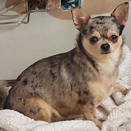 Luseal - Chihuahua