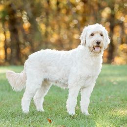 Millie - Goldendoodle