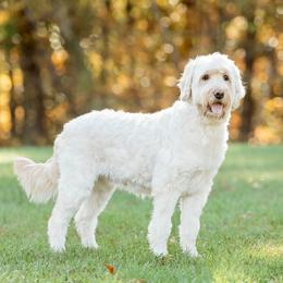 Millie - Goldendoodle