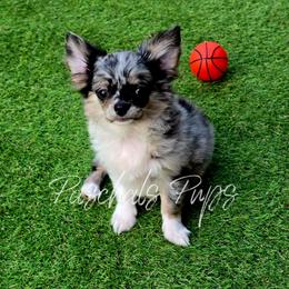 Hendrix - Merle male Chihuahua puppy in Bowdon, Georgia from Paschal's Pups