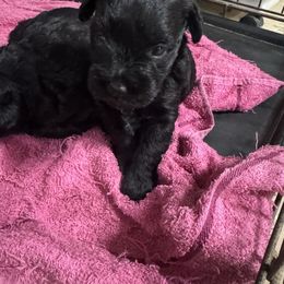 Male 2 - Black male Miniature Schnauzer puppy in Pearland, Texas from K & S Schnauzers